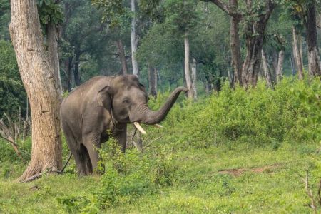 Dubare Elephant Camp - Shri Brahmari Travels
